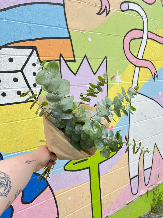 Fresh Eucalyptus Bunch